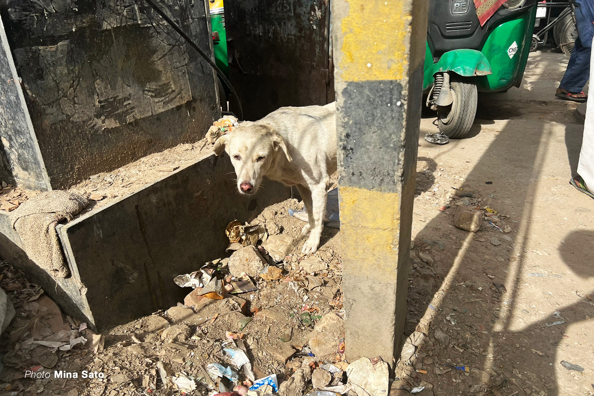 野良犬