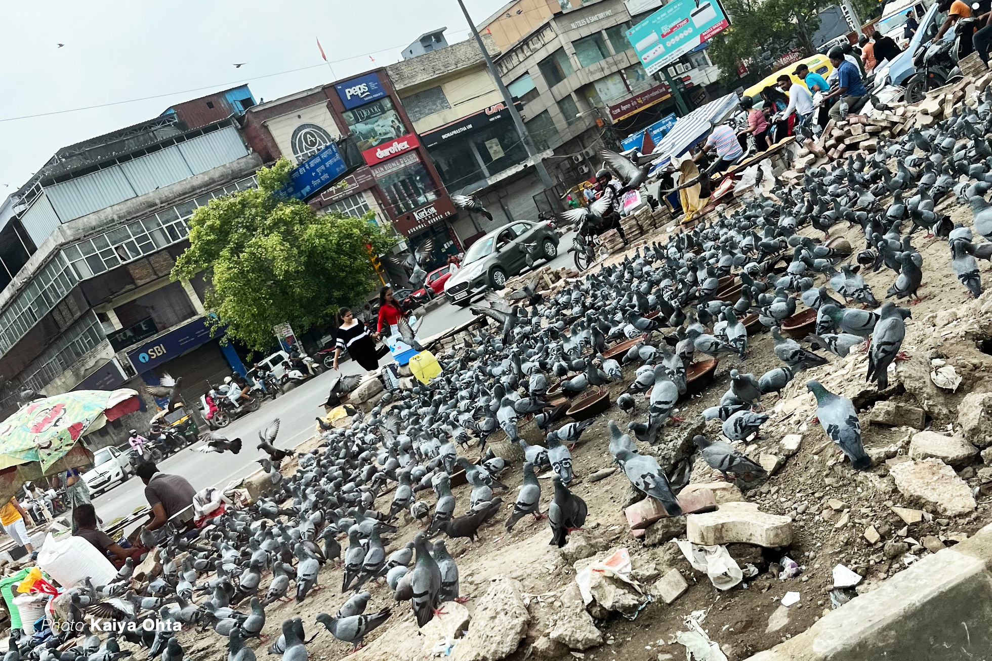 大量の鳩