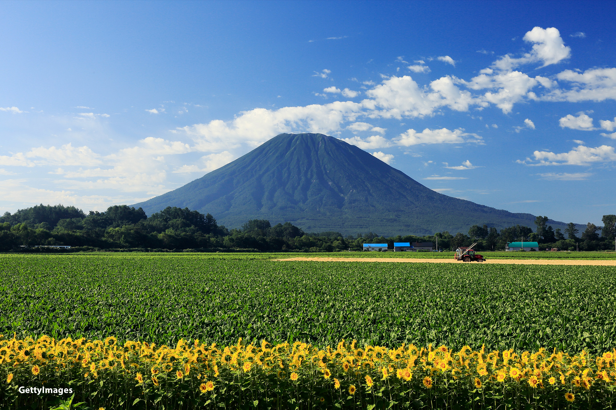 gettyImages ひまわり、トラクター、羊蹄山